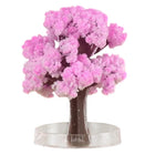 Cherry Blossoms