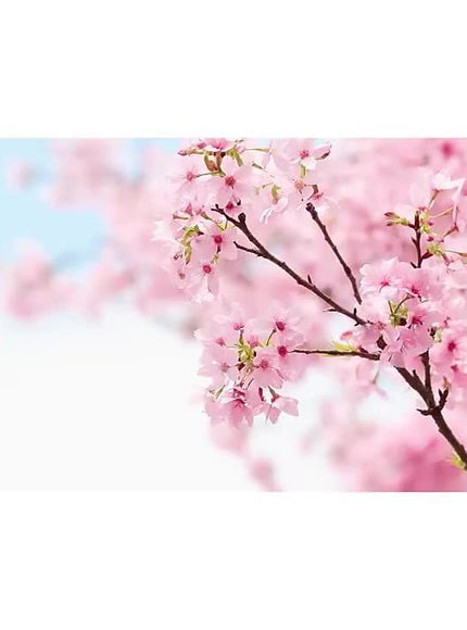 KissICON KissIcon 8 Piece Cherry Blossom Skincare Gift Set
