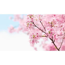 KissICON KissIcon 8 Piece Cherry Blossom Skincare Gift Set